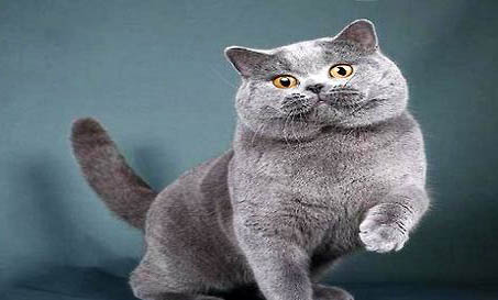 英短是一个大型猫吗