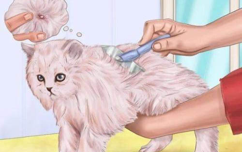 猫咪食欲不振精神萎靡鼻子干
