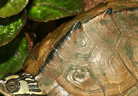 地图龟为什么也叫神经龟