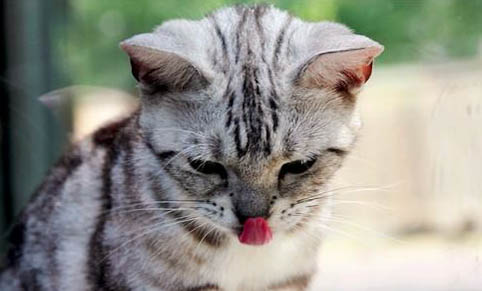 粘鼠板粘到猫怎么去除