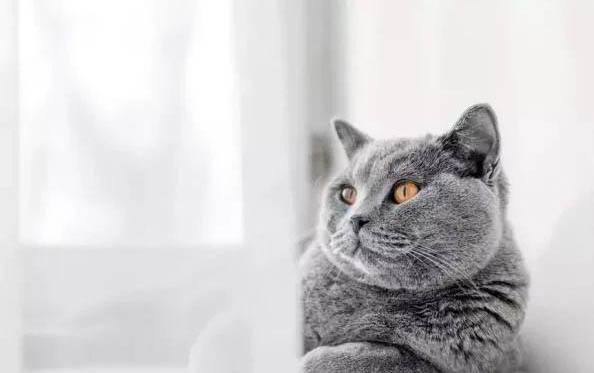 小猫为什么会发出呼噜