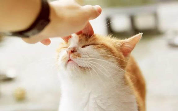 猫能喝酸奶不?
