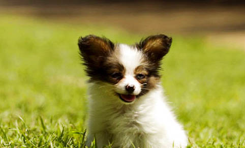 蝴蝶犬幼犬的特征