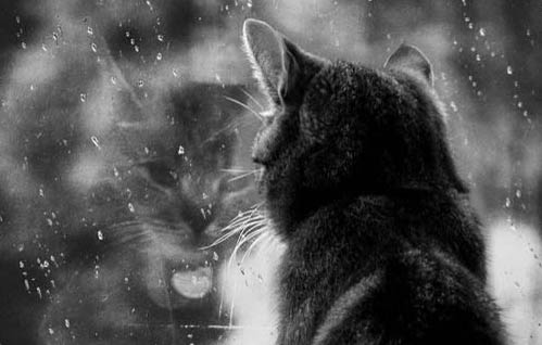 猫每天大便几次正常