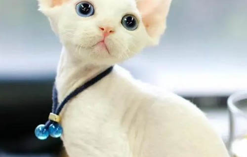 德文卷毛猫肾衰竭