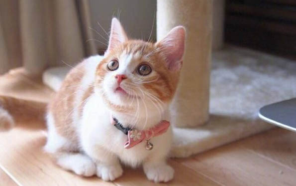猫咪绝育后脸肿了