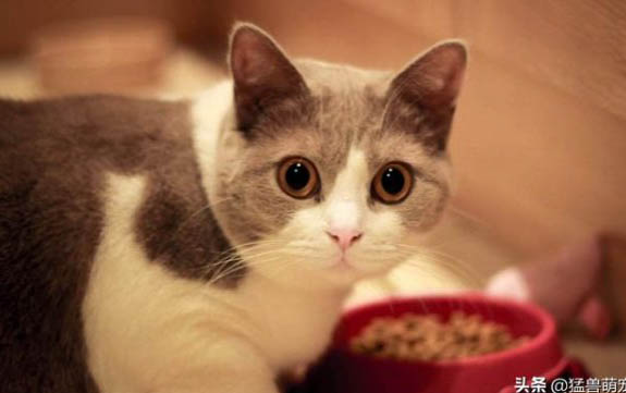猫咪得了猫瘟初期症状有哪些