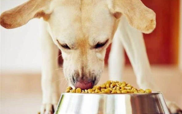 让狗狗健康的5种营养食品