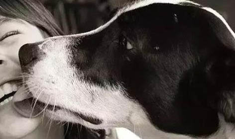 狗狗中毒快死的时候有哪些状态