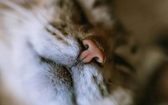 猫咪发出咔咔的声音