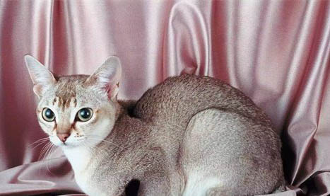 猫咪分娩前有哪些征兆