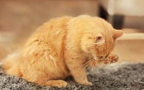 猫咪身上有黑色的斑块是怎么回事