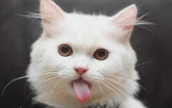 小猫拉稀又吐怎么办
