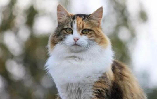 怎样让两只猫咪关系好起来