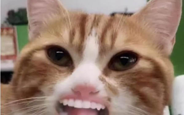 小猫打疫苗后多久会有抗体