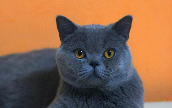 请问猫咪呕吐的原因及处理方法?