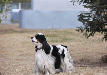 美国可卡犬性格