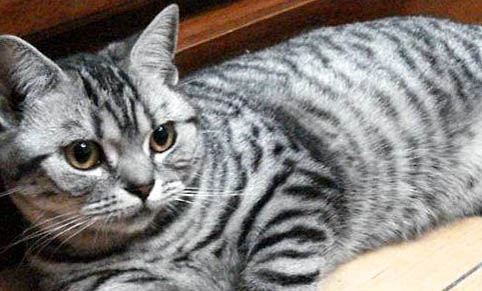 4个月的猫咪一般多重