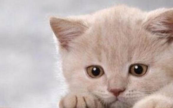 小猫喜欢咬人手是怎么回事