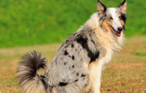 苏格兰牧羊犬患皮肤病的症状及原因