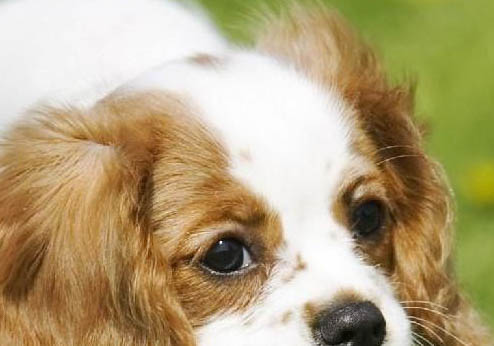 西班牙小猎犬肥胖怎么减肥