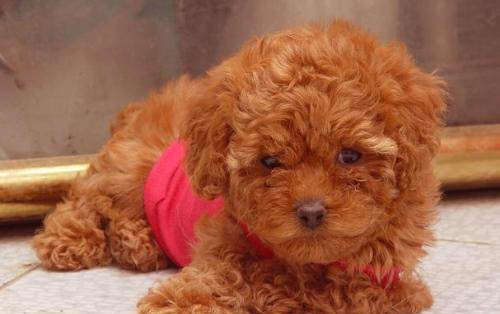 泰迪犬多大可以剪胎毛？