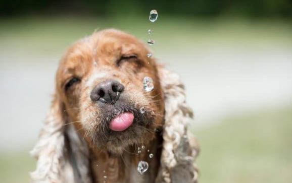 养宠小知识：小狗避暑的方法有哪些