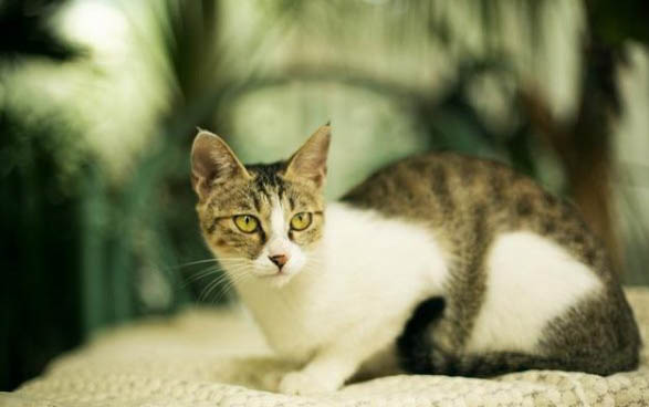 猫咪吐毛球多久一次是正常的