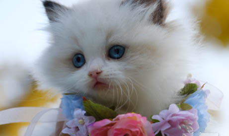 猫咪葡萄膜炎
