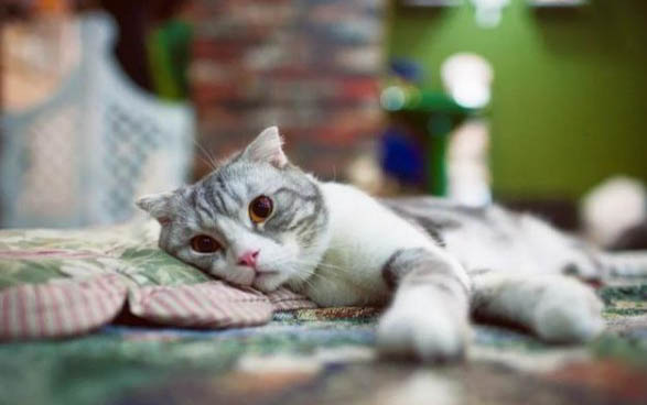 猫咪可以吃清水煮猪肉吗