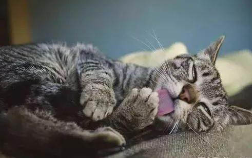 九种肉小猫可以吃吗