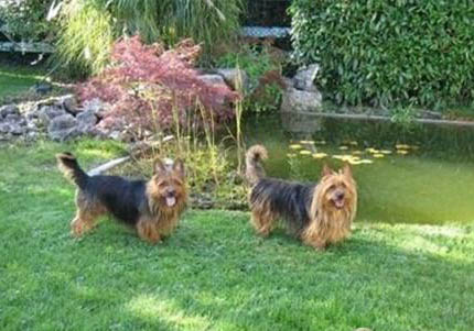 澳大利亚牧牛犬吐了怎么办