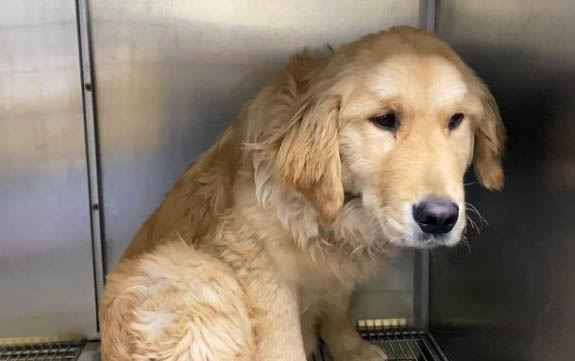 犬瘟对人有传染吗