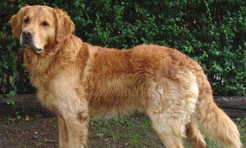 金毛犬吃什么最好？