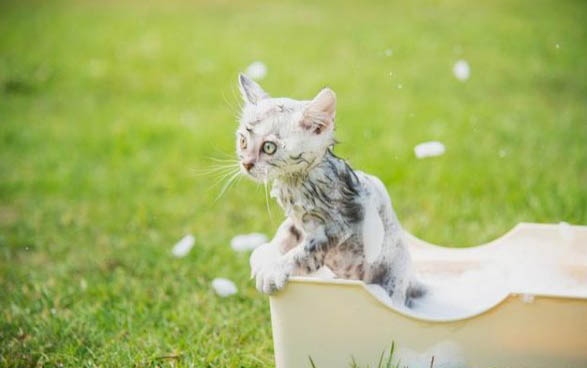 猫咪多大做绝育比较好