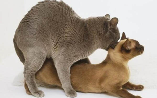 小猫拉屎有血