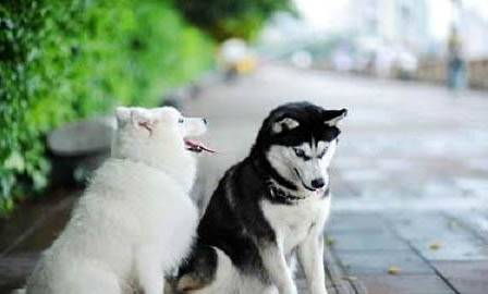 哈士奇犬不可以宠过头