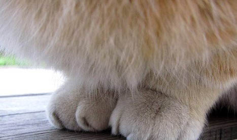 猫常见病大全及治疗方法