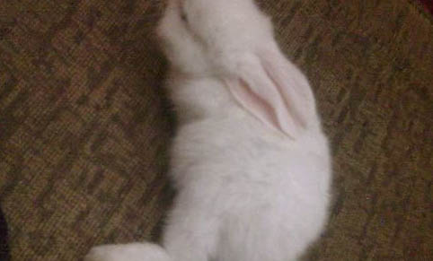 兔子耳朵有多长