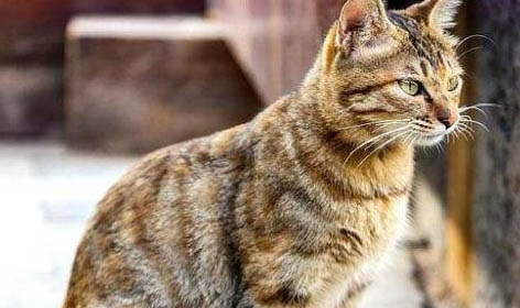 中国狸花猫可以吃米饭嘛