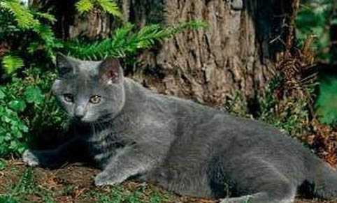 沙特尔猫舌头紫色的原因及处理方法