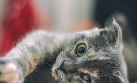 速诺治疗猫咪鼻支有用吗