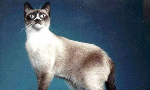 猫咪老有眼屎是什么原因,猫咪上火怎么办