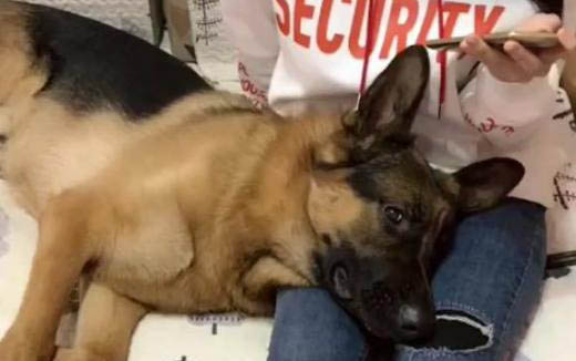 德牧犬鼻子干是怎么回事
