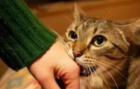 小猫感冒了该怎么办