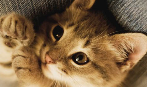 猫咪夏天掉毛严重正常嘛