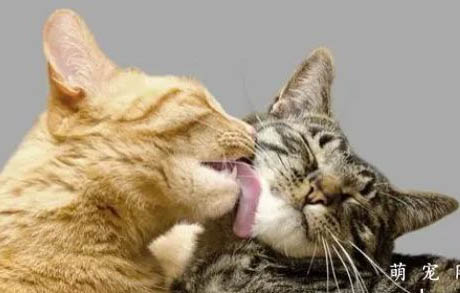 两个月的大猫可以吃蛋黄吗