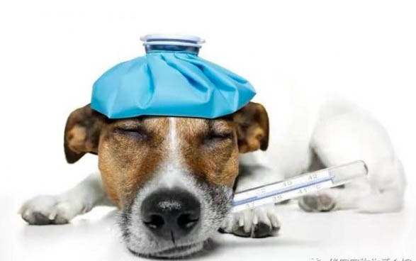 泰迪犬和比熊犬哪个好养
