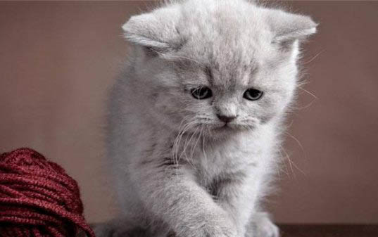猫中毒后多久能好