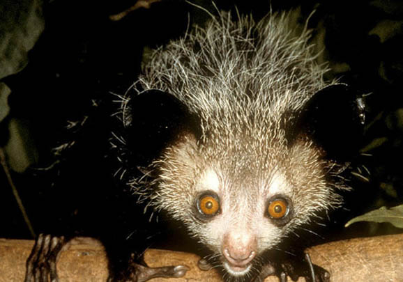 国内为什么不能养拇指猴